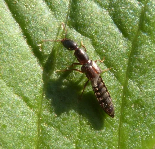 Xantholinus longiventris - photo 3