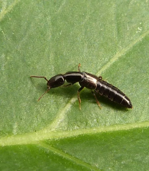 Xantholinus longiventris - photo 4