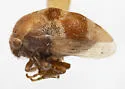 Xantholobus altus