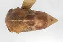Xantholobus altus - photo 2