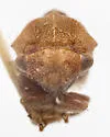 Xantholobus altus - photo 3