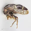 Xantholobus altus - photo 4