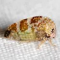 Xantholobus arenatus