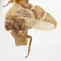 Xantholobus arenatus - photo 3