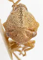Xantholobus arenatus - photo 4