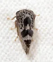 Xantholobus arenatus - photo 5