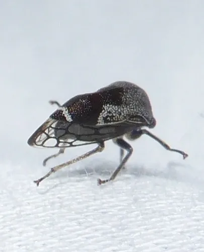 Xantholobus arizonensis