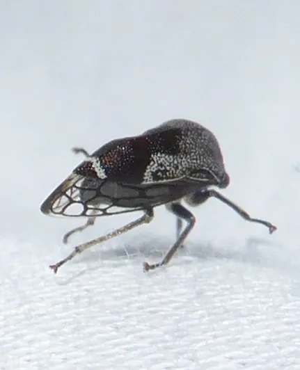 Xantholobus arizonensis - photo 2