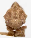 Xantholobus coconinus - photo 3
