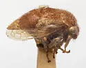 Xantholobus hirsutus