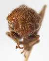 Xantholobus hirsutus - photo 2