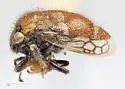 Xantholobus hirsutus - photo 3