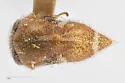 Xantholobus hirsutus - photo 4
