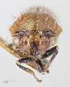 Xantholobus hirsutus - photo 5