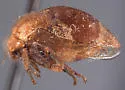 Xantholobus inflatus