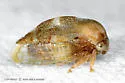 Xantholobus intermedius - photo 2