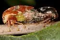 Xantholobus intermedius - photo 3