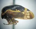 Xantholobus lateralis