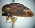 Xantholobus lateralis - photo 2