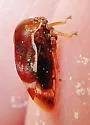 Xantholobus lateralis - photo 4