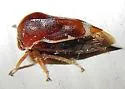 Xantholobus lateralis - photo 5