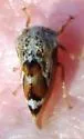 Xantholobus muticus