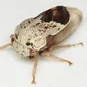 Xantholobus muticus - photo 2