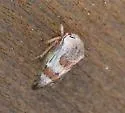 Xantholobus nigrocinctus