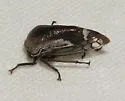 Xantholobus nigrocinctus - photo 2