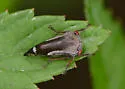 Xantholobus nigrocinctus - photo 3