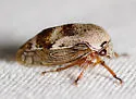 Xantholobus nigrocinctus - photo 5