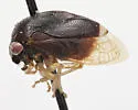Xantholobus nitidus