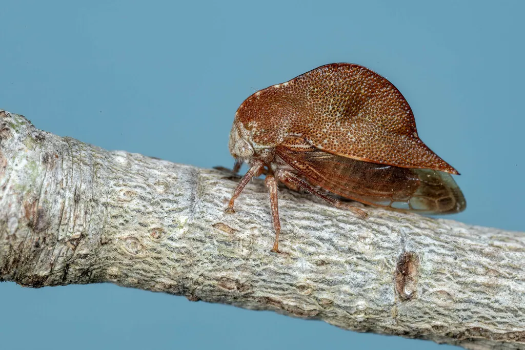 Xantholobus tumidus - photo 2