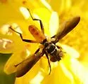 Xanthomelanodes atripennis