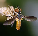 Xanthomelanodes atripennis - photo 2