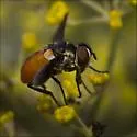 Xanthomelanodes atripennis - photo 3