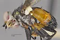 Xanthomelanodes californicus - photo 2