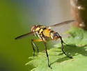 Xanthomelanodes flavipes - photo 3