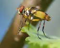 Xanthomelanodes flavipes - photo 4