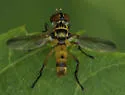 Xanthomelanodes flavipes - photo 5