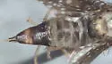 Xanthomyia nora - photo 4