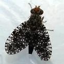 Xanthomyia platyptera