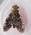 Xanthomyia platyptera - photo 3