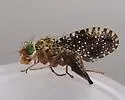 Xanthomyia platyptera - photo 4
