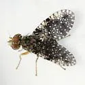 Xanthomyia platyptera - photo 5
