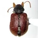 Xanthonia angulata