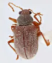 Xanthonia angulata - photo 3