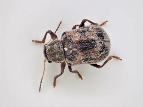 Ten-spotted Leaf Beetle