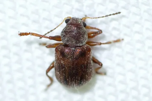 Ten-spotted Leaf Beetle - photo 2