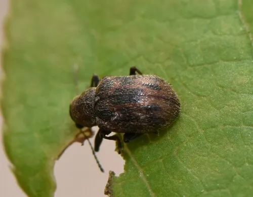 Ten-spotted Leaf Beetle - photo 3